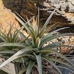 Tillandsia latifolia Levél