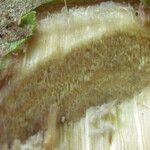 Macaranga paxii Corteza