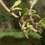 Oxybasis glauca Leaf