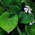 Hosta sieboldiana Folha