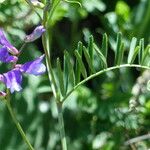 Vicia onobrychioides Листок