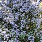 Ceanothus thyrsiflorus Habit