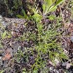 Centaurea diffusa Hoja