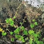 Saxifraga cernua Habit