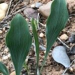 Bupleurum rigidum Leaf