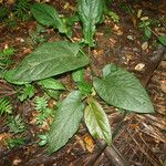 Piper obliquum Leaf