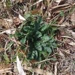 Verbascum blattaria Leaf