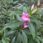 Ruellia macrantha Flor