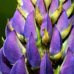 Lupinus polyphyllus Квітка