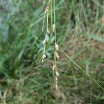 Carex remota 果實