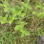 Acanthospermum hispidum Leaf