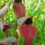 Serapias cordigera फूल