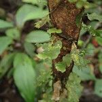 Trichomanes erosum Folha