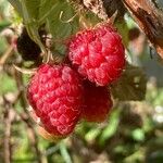 Rubus idaeus फल