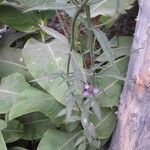Verbena brasiliensis Leaf