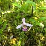 Pogonia ophioglossoides 花