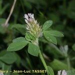 Trifolium striatum Kvet