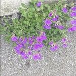 Aubrieta deltoideaFlower