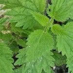 Urtica membranacea Листок