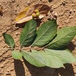 Sapindus trifoliatus Hoja