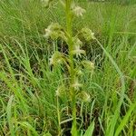 Habenaria humilior Hábito