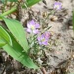 Spergularia rubra Flower