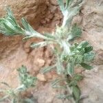 Filago pyramidata Maua