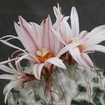 Turbinicarpus schmiedickeanus Квітка