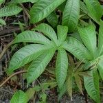 Merremia tuberosa Blad