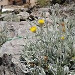 Inula verbascifolia 花