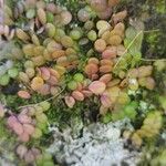 Specklinia microphylla Frunză