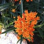 Asclepias tuberosa花