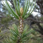 Pinus quadrifolia Листок