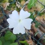 Thunbergia laevis Blomma