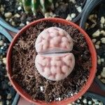 Lithops karasmontana Leaf