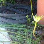 Brodiaea appendiculata Hoja