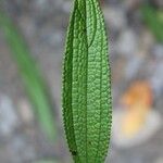 Boehmeria penduliflora Leaf