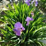 Iris pallida 整株植物