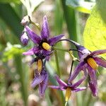 Solanum dulcamaraΛουλούδι