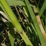 Carex trichocarpa Corteccia