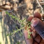 Melaleuca bracteata Fruit