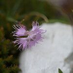 Dianthus sternbergii 花