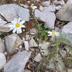 Tanacetum cinerariifolium Flor