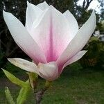 Magnolia x soulangeana Άλλα