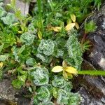 Teucrium pyrenaicum Leaf