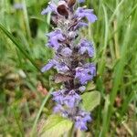 Ajuga reptansBlüte