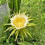 Hylocereus undatus Flower