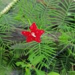 Ipomoea quamoclit Flower