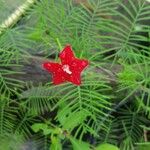 Ipomoea quamoclit Floare