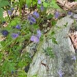 Phacelia bipinnatifida Flor